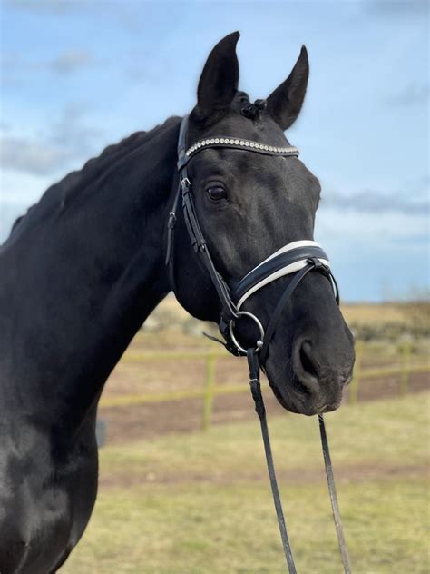 san dior hengst|San Diór: dressage horse, Pedigree .